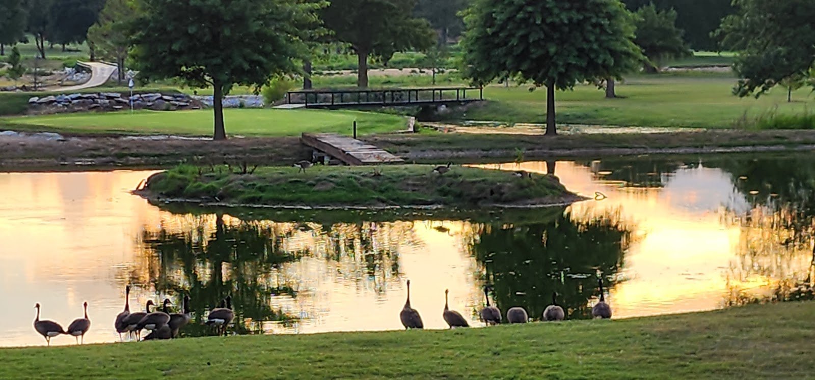 Geese gathered at the spring-fed pond during golden hour